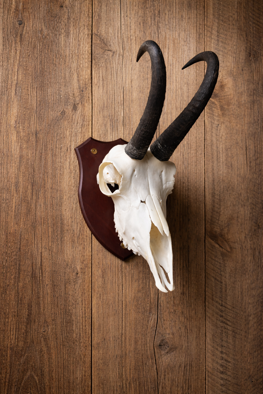Chamois Skull Wall Mount Kit